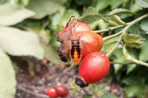 Gonocerus acuteangulatus